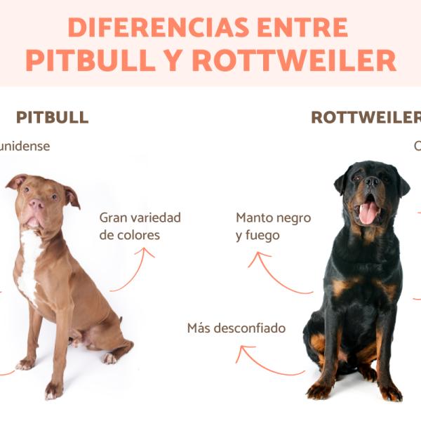 pueden los perros diferenciar entre gemelos