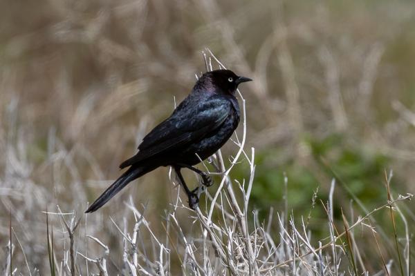 Aves negras: nombres, tipos y características - 10. Turpial ojiclaro (Euphagus cyanocephalus)