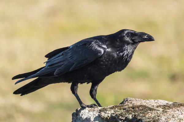 Aves negras: nombres, tipos y características - 1. Cuervo común (Corvus corax)