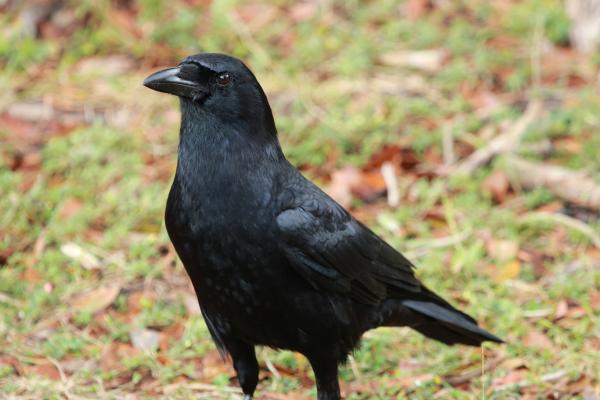 Aves negras: nombres, tipos y características - 2. Cuervo americano (Corvus brachyrhynchos)