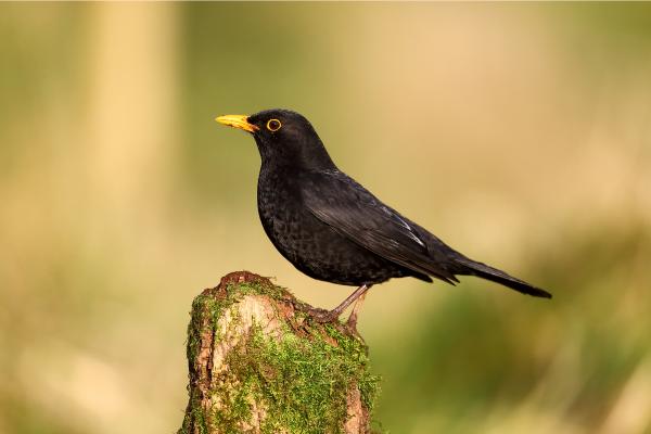 Aves negras: nombres, tipos y características - 3. Mirlo común (Turdus merula)