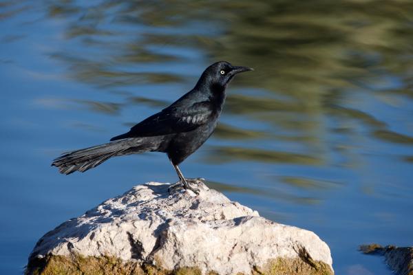 Aves negras: nombres, tipos y características - 4. Grajilla o Zanate (Quiscalus mexicanus)