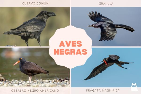 Aves negras: nombres, tipos y características