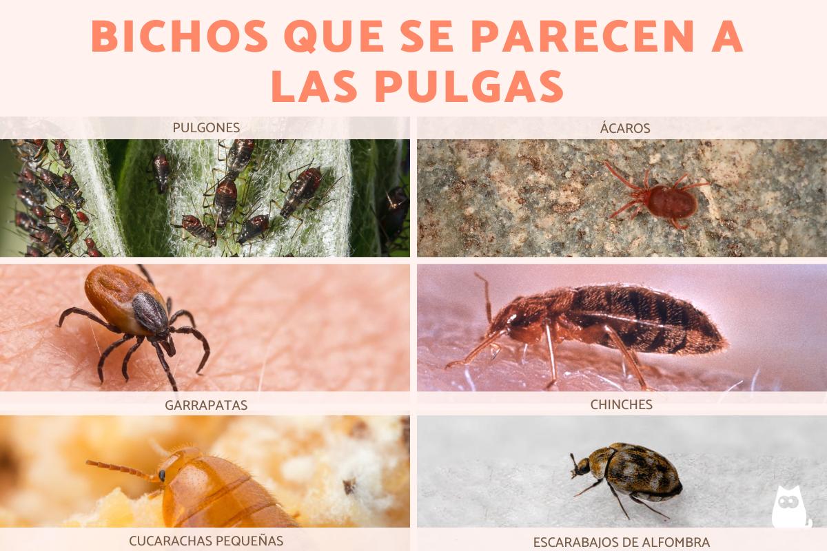 Bichos parecidos a las pulgas