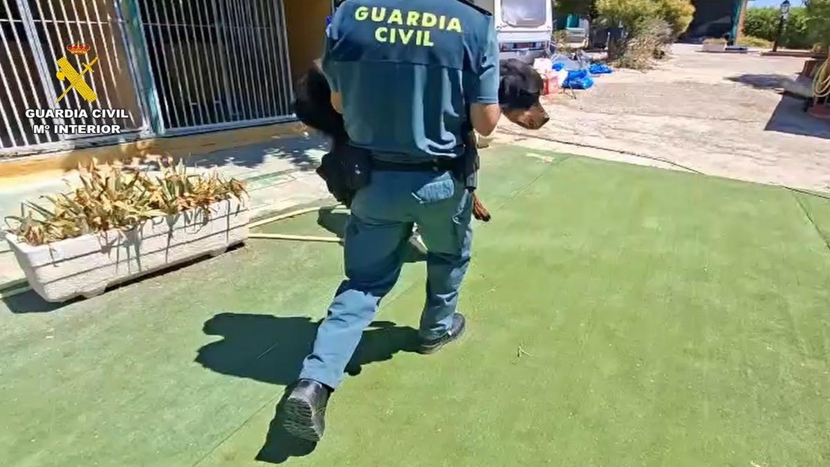 La Guardia Civil rescata 46 perros de una escuela canina de Navalcarnero y nueve acaban hospitalizados: investigan a los propietarios por maltrato animal