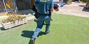 La Guardia Civil rescata 46 perros de una escuela canina de Navalcarnero y nueve acaban hospitalizados: investigan a los propietarios por maltrato animal