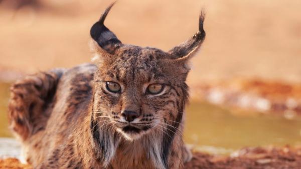 De la extinción a la recuperación: así prospera el lince ibérico (y los peligros que aún enfrenta) - Así crece la población del lince ibérico