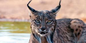 De la extinción a la recuperación: así prospera el lince ibérico (y los peligros que aún enfrenta)