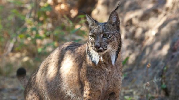 De la extinción a la recuperación: así prospera el lince ibérico (y los peligros que aún enfrenta) - La cooperación que salvó al lince ibérico