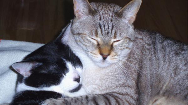 Ya está en vigor: si un perro o un gato muere, la Ley de Bienestar Animal obliga a comunicarlo y acreditar qué se ha hecho con su cadáver - La Ley de Bienestar Animal prohíbe enterrar a los animales en terrenos particulares