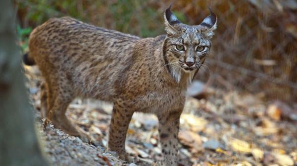 De la extinción a la recuperación: así prospera el lince ibérico (y los peligros que aún enfrenta) - Las amenazas que aún ponen en riesgo al lince ibérico