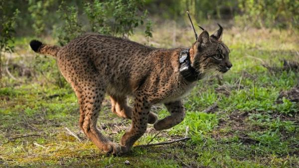 De la extinción a la recuperación: así prospera el lince ibérico (y los peligros que aún enfrenta) - Los programas de conservación que están cambiando su destino