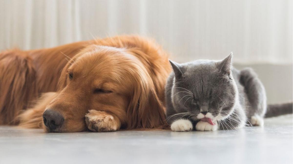 Ya está en vigor: si un perro o un gato muere, la Ley de Bienestar Animal obliga a comunicarlo y acreditar qué se ha hecho con su cadáver