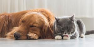 Ya está en vigor: si un perro o un gato muere, la Ley de Bienestar Animal obliga a comunicarlo y acreditar qué se ha hecho con su cadáver