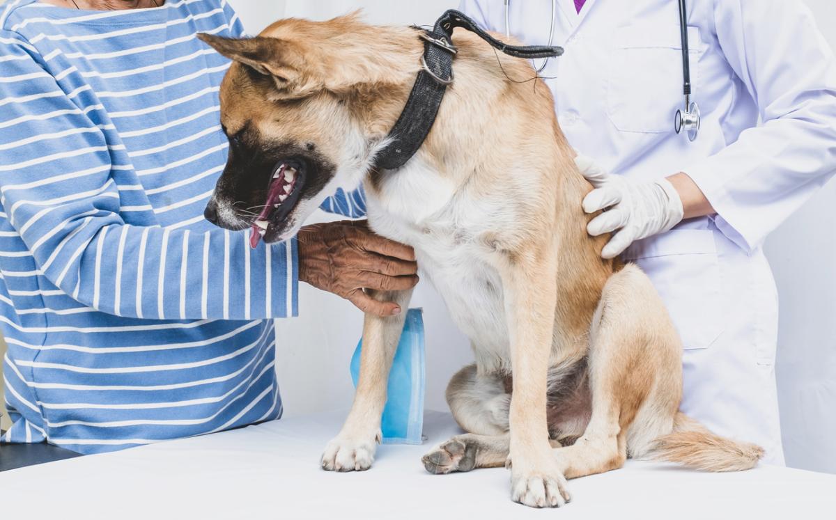 Azatioprina en perros - Dosis, usos y efectos secundarios