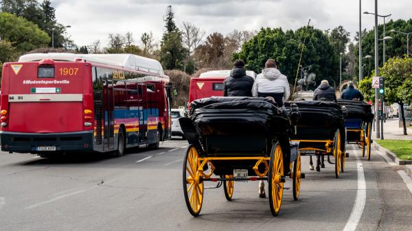 Sevilla protege a los caballos: prohibirá los paseos en carruaje en las horas más calurosas - ¿Cuándo entrará en vigor? Los plazos de la nueva ordenanza
