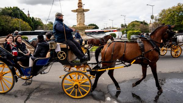 Sevilla protege a los caballos: prohibirá los paseos en carruaje en las horas más calurosas - El Ayuntamiento de Sevilla actualiza su ordenanza para evitar riesgos en las horas críticas de calor