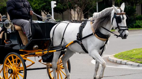 Sevilla protege a los caballos: prohibirá los paseos en carruaje en las horas más calurosas