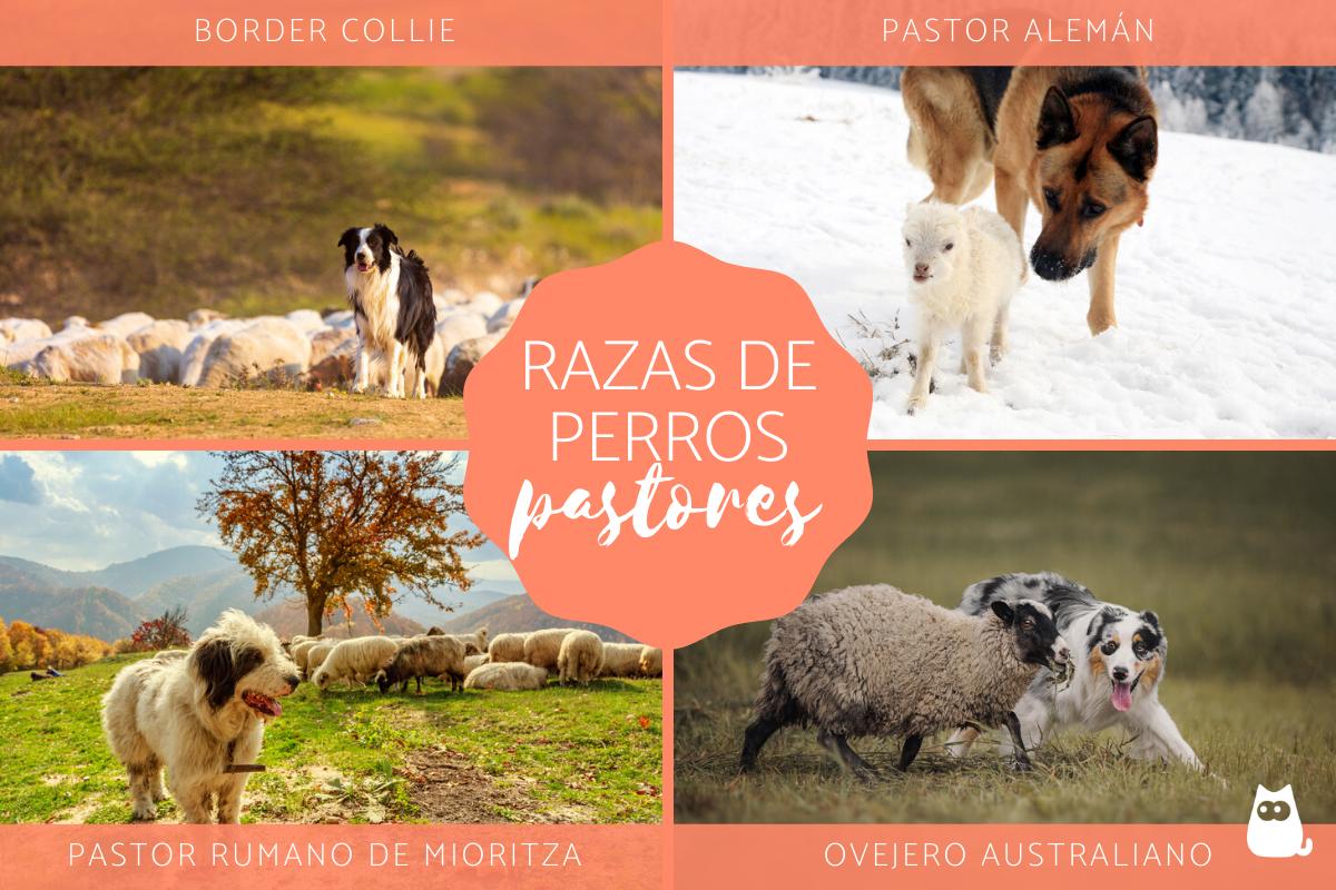Top 15 de perros pastores