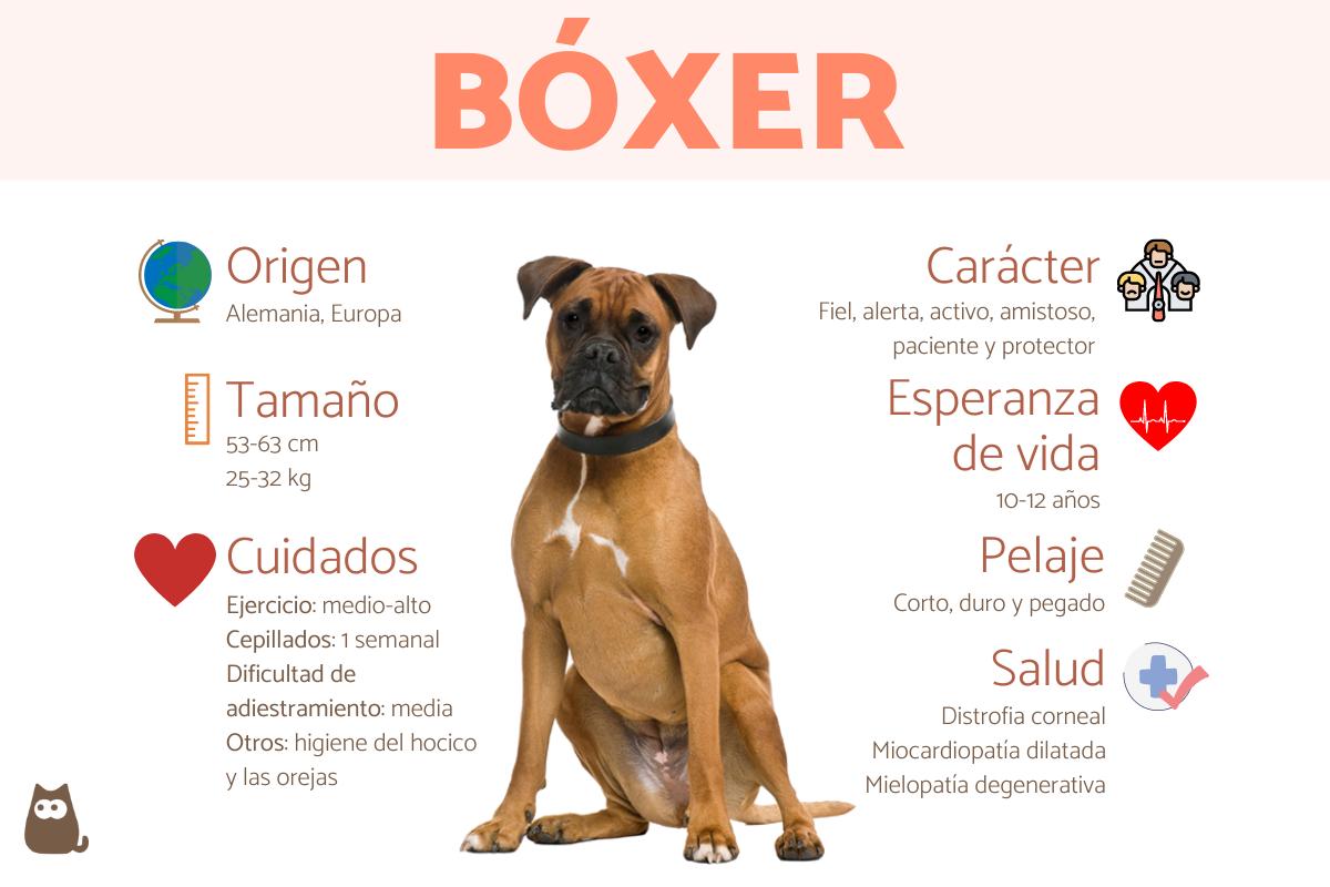 Juguetes para boxer online