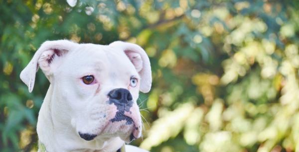 son mejores los perros boxer machos o hembras