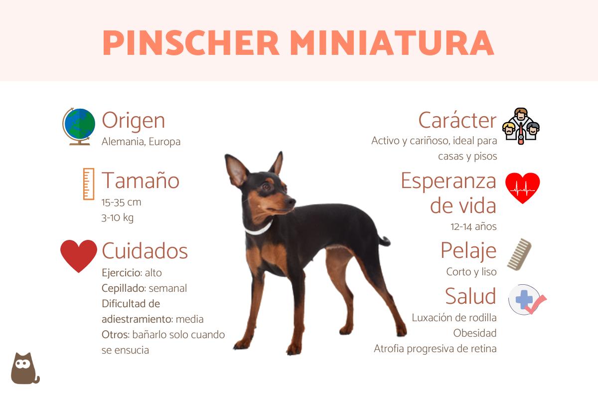 Pinscher miniatura