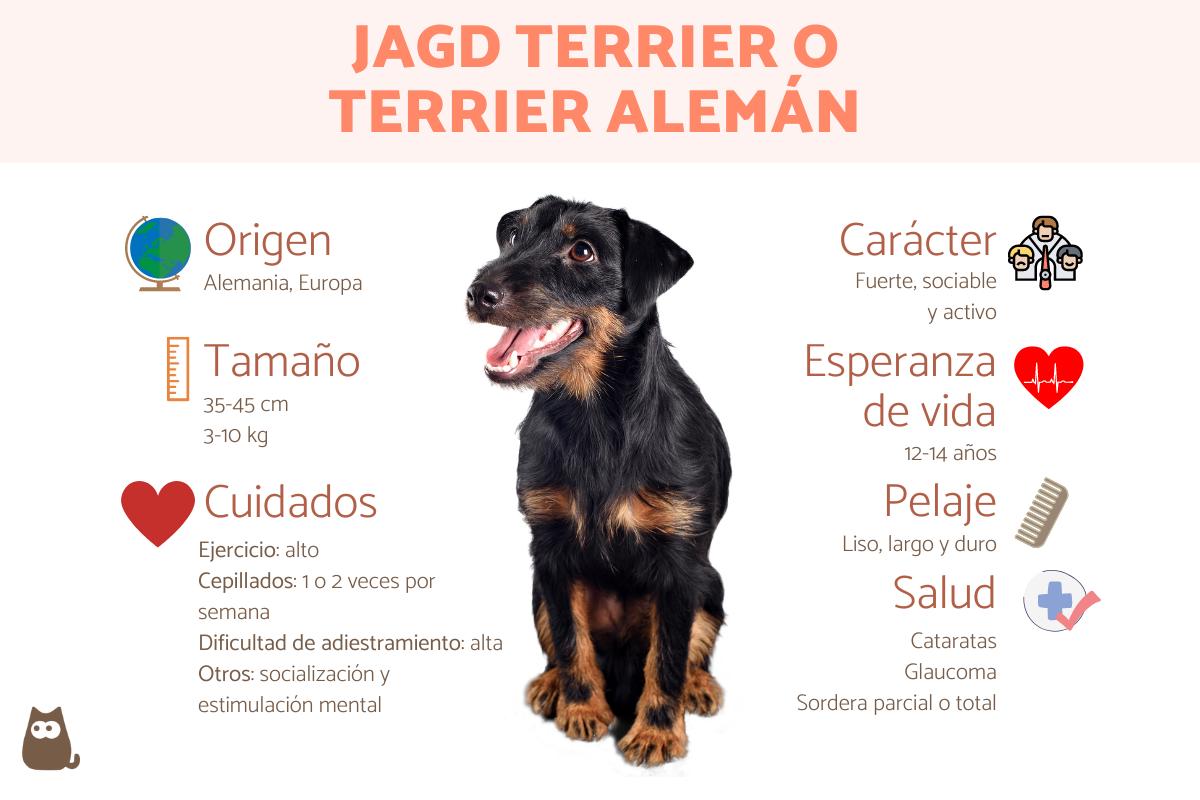 Jagd terrier o terrier alemán