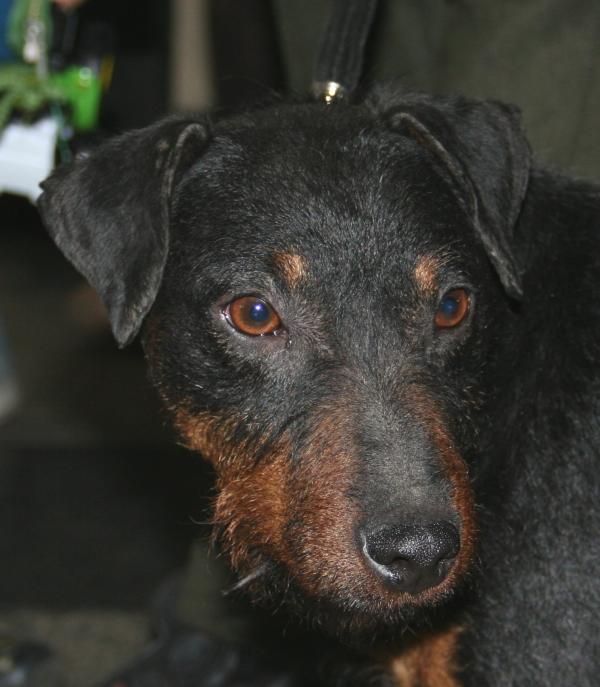 son perros inteligentes jagdterriers