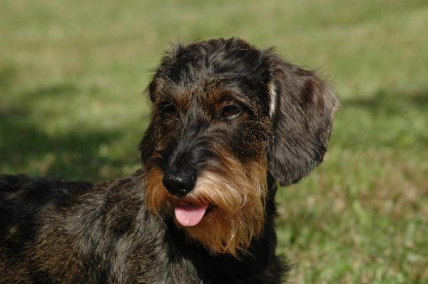 son perros inteligentes jagdterriers