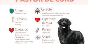Pastor de Corb