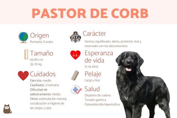 Pastor de Corb