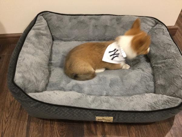 son pembroke welsh corgis buenas mascotas familiares