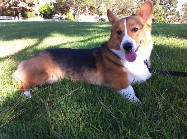 son pembroke welsh corgis buenas mascotas familiares