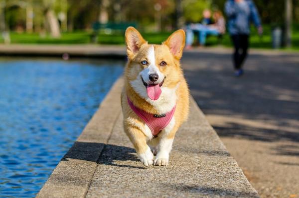 son pembroke welsh corgis buenas mascotas familiares