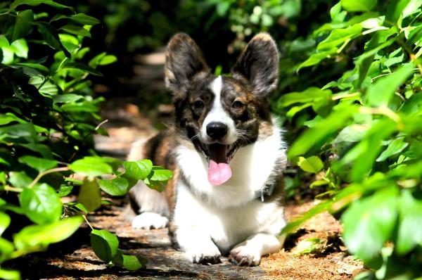 son pembroke welsh corgis buenas mascotas familiares