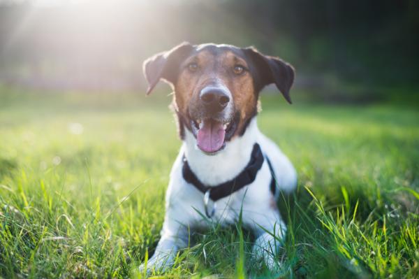 son fox terrier ruidosos