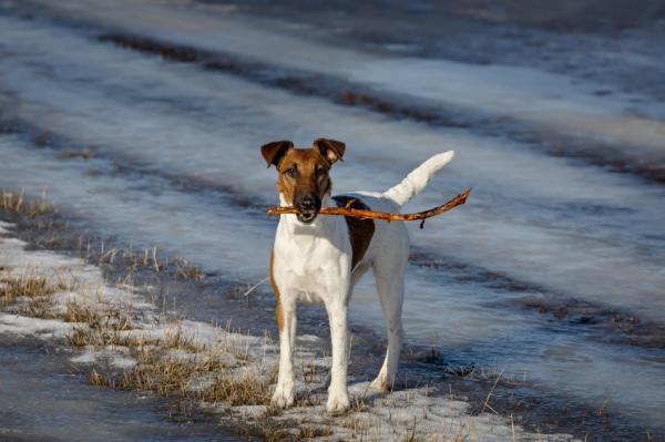 son fox terrier ruidosos