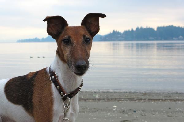 son fox terrier ruidosos