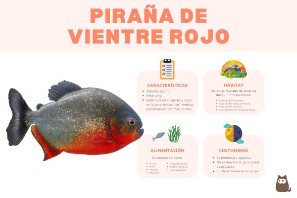 Piraña de vientre rojo