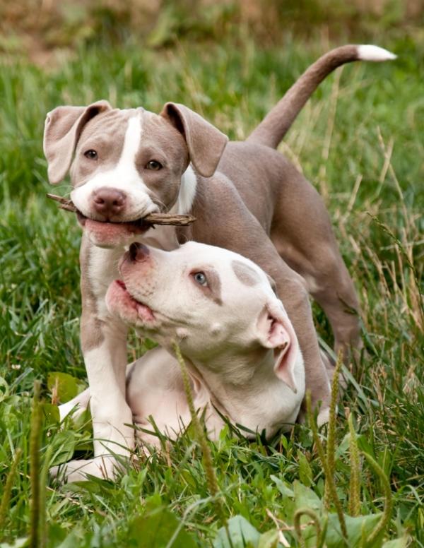 pitbull americano perro terrier