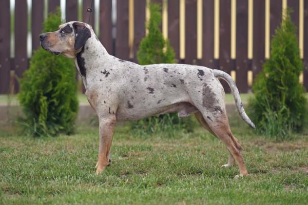 debo tener un perro leopardo catahoula