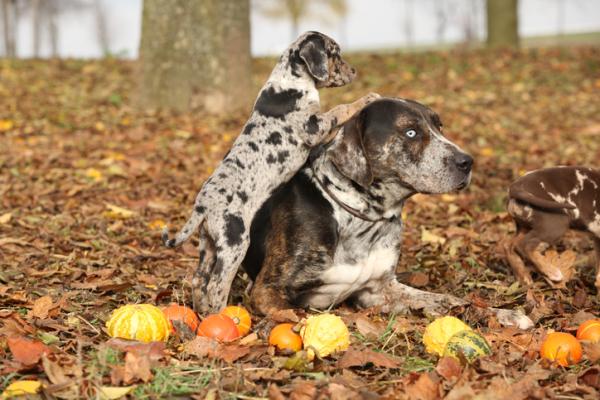 debo tener un perro leopardo catahoula