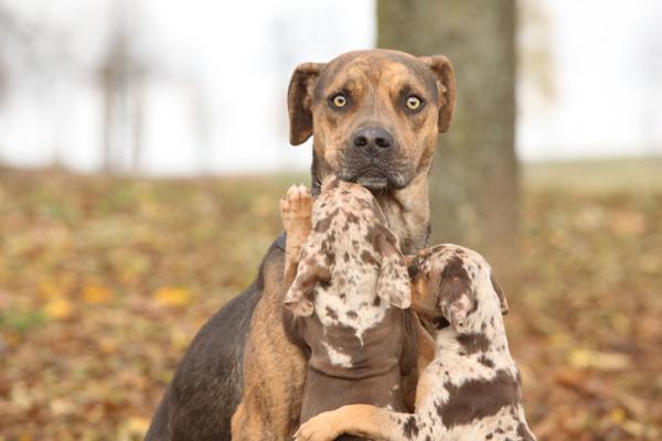 debo tener un perro leopardo catahoula