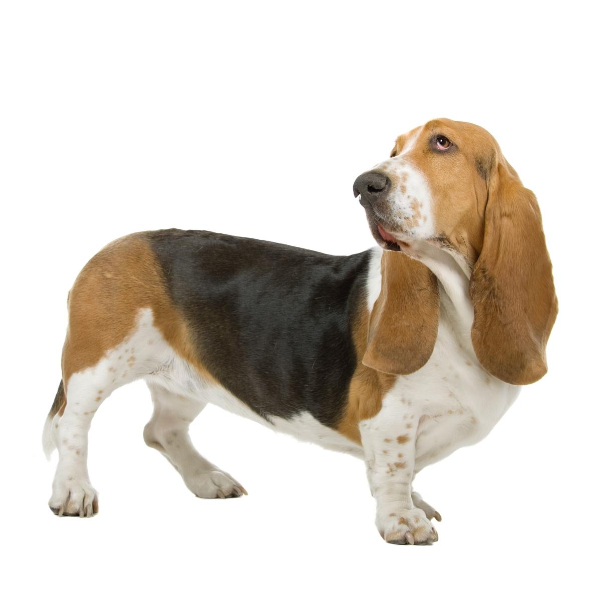 Basset hound