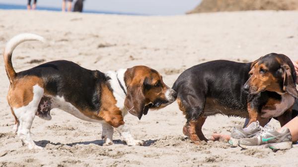son basset hounds faciles de cuidar