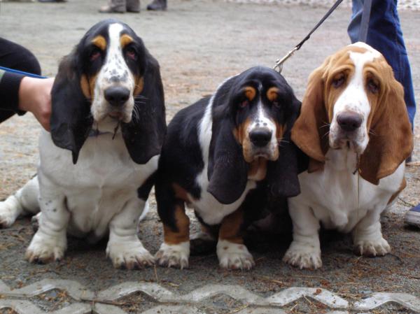 son basset hounds faciles de cuidar