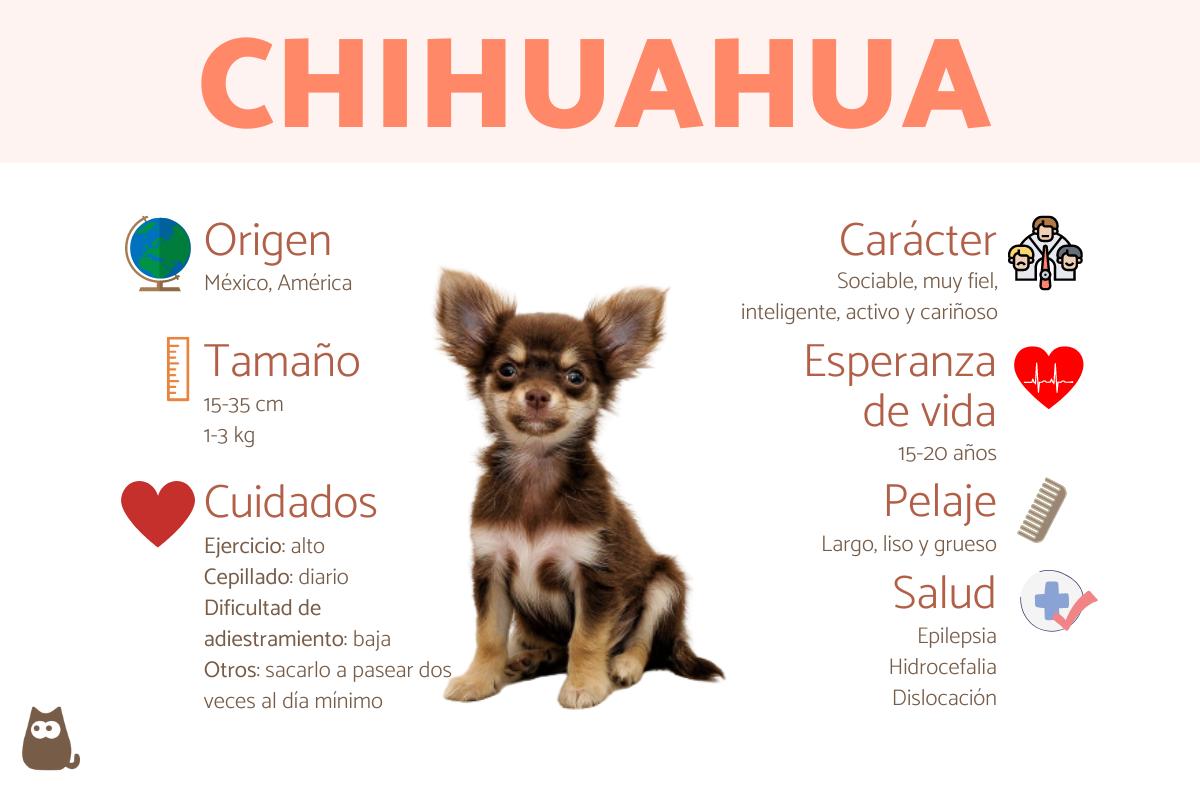 Chihuahua