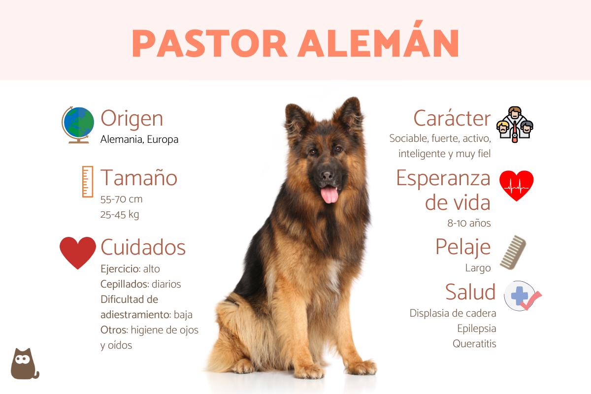 Pastor alemán