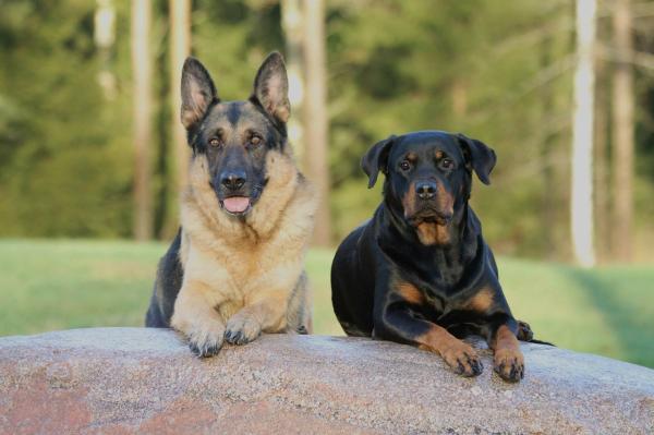 son pastores alemanes perros agresivos