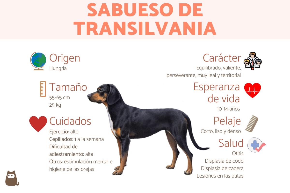 Sabueso de Transilvania